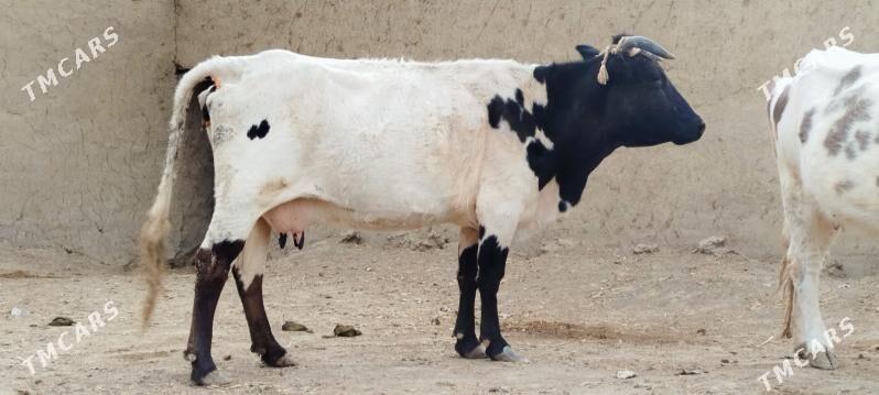 GIBRIT BOGOZ SYGYR - Bäherden - img 7