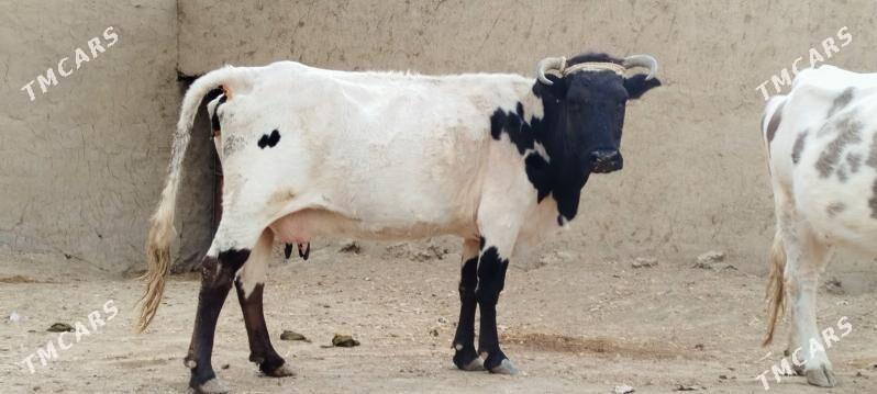 GIBRIT BOGOZ SYGYR - Bäherden - img 3