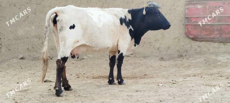 GIBRIT BOGOZ SYGYR - Bäherden - img 6