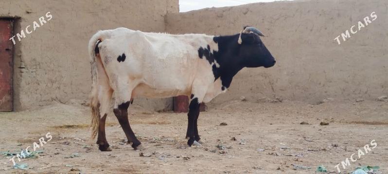 GIBRIT BOGOZ SYGYR - Bäherden - img 1