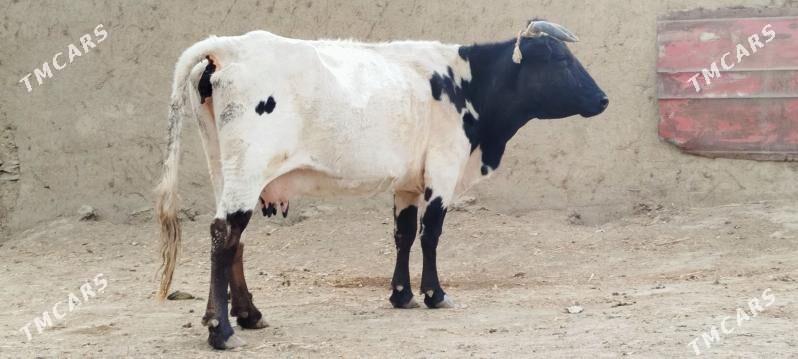 GIBRIT BOGOZ SYGYR - Bäherden - img 2