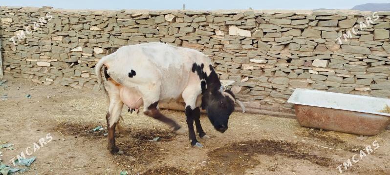 GIBRIT BOGOZ SYGYR - Bäherden - img 5