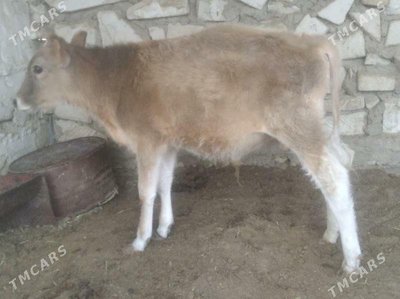 okizcee - Эсенгулы - img 2