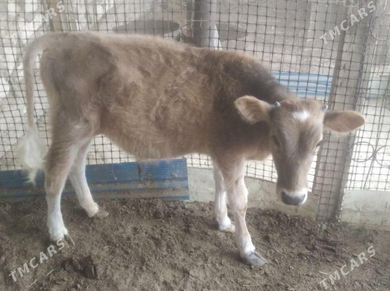 okizcee - Эсенгулы - img 3