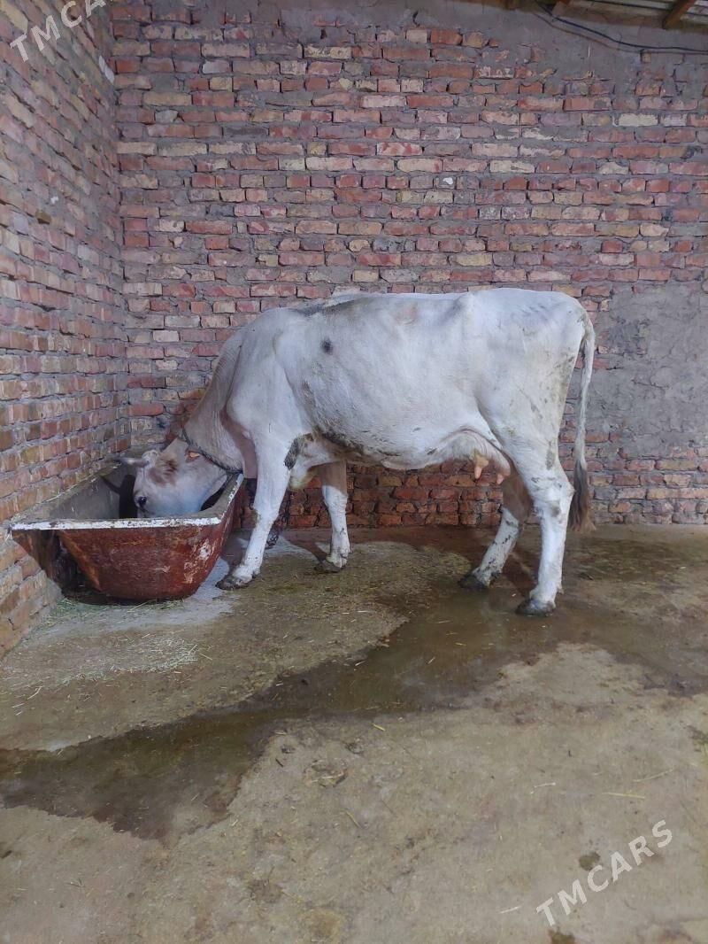 Sagylyan sygyr - Bäherden - img 1