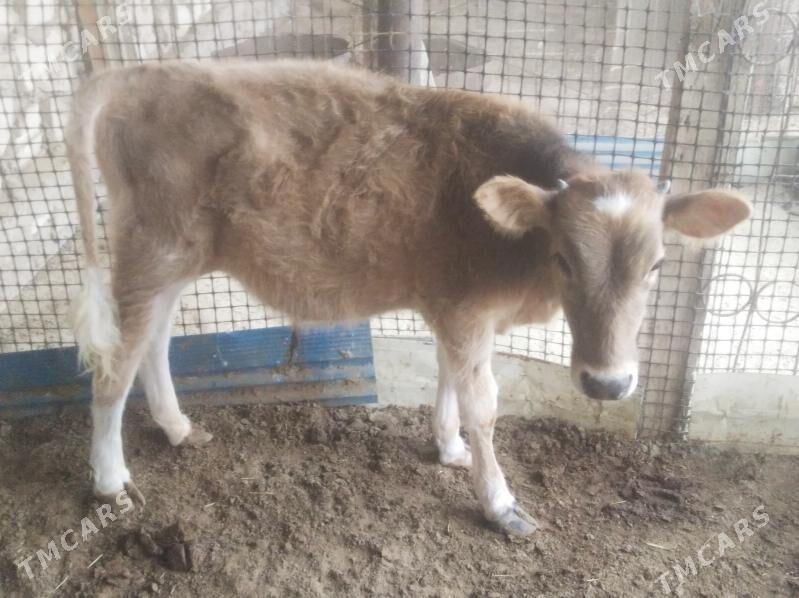 okizcee - Эсенгулы - img 4