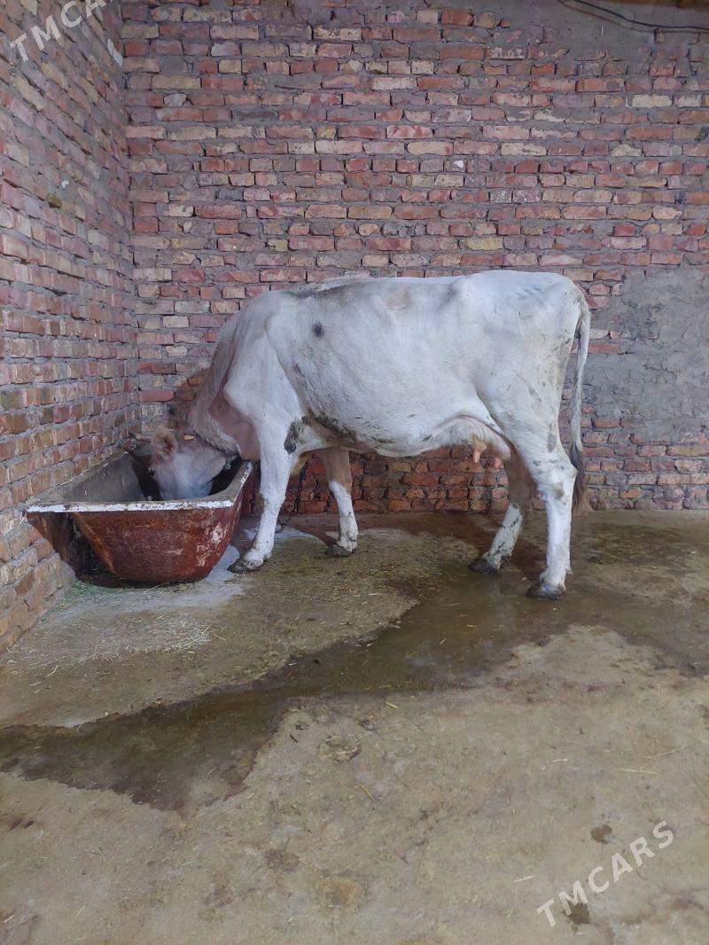 Sagylyan sygyr - Bäherden - img 2