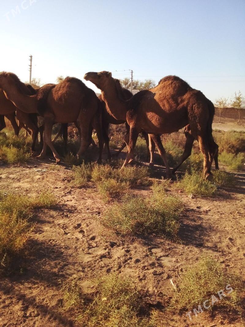 duve - Сакарчага - img 4