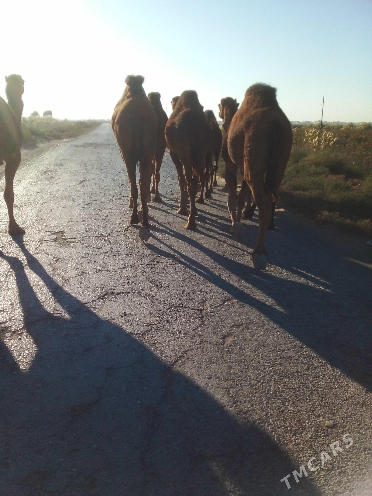 duve - Сакарчага - img 5