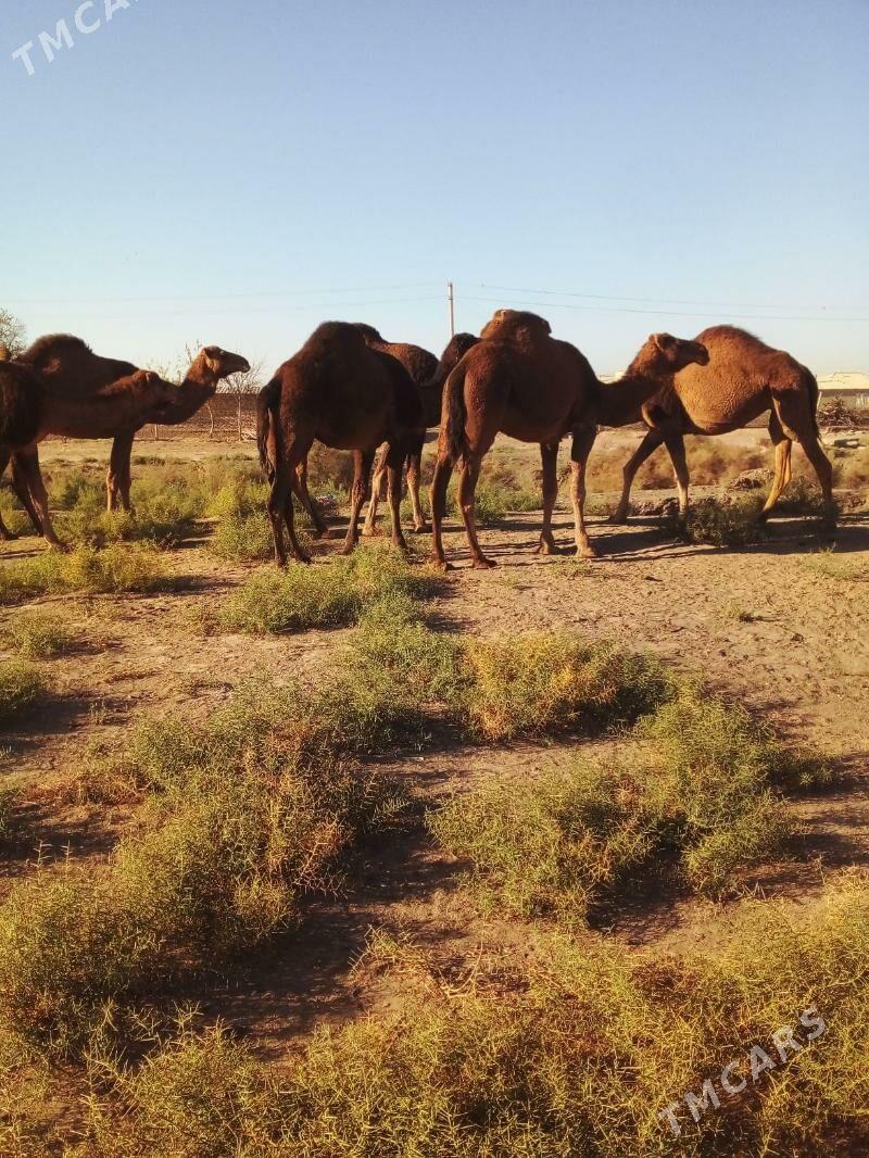 duve - Сакарчага - img 2