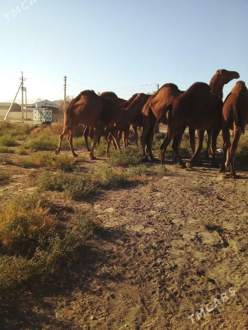 duve - Сакарчага - img 3