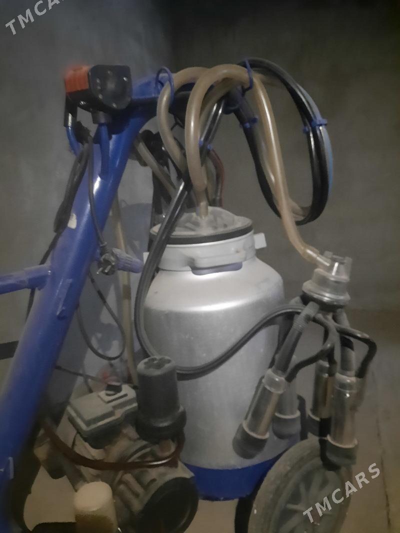 sygyr sagyan aparat - Гуртли - img 1