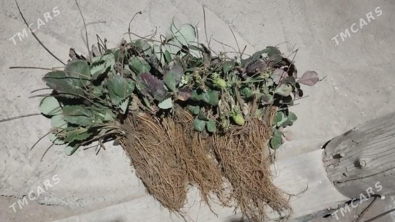 klubnika yer tudana - Gypjak - img 5