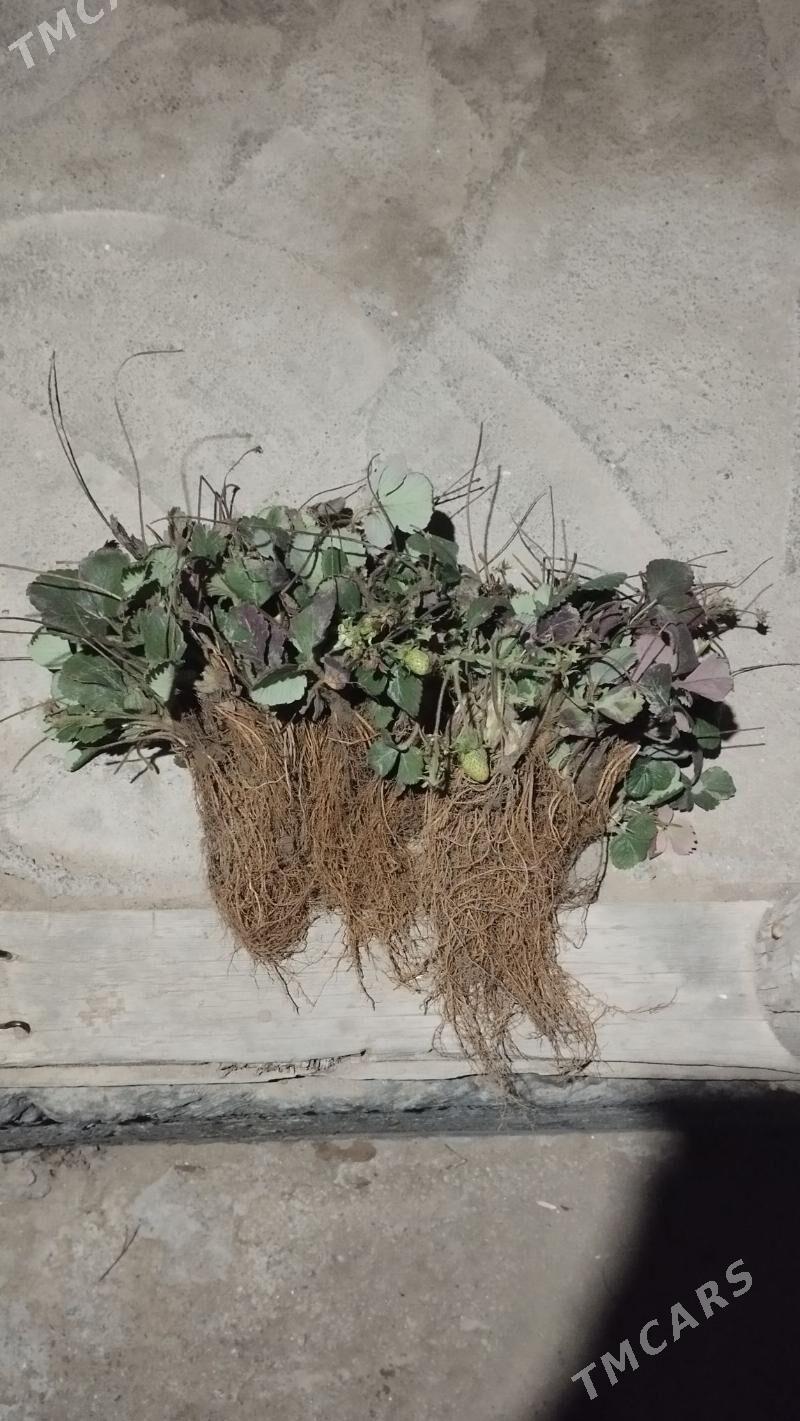 klubnika yer tudana - Gypjak - img 6