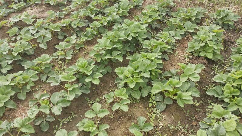 klubnika yer tudana - Gypjak - img 3