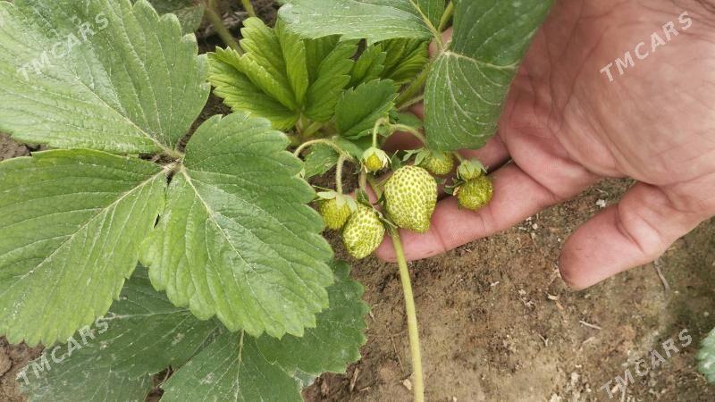 klubnika yer tudana - Gypjak - img 4