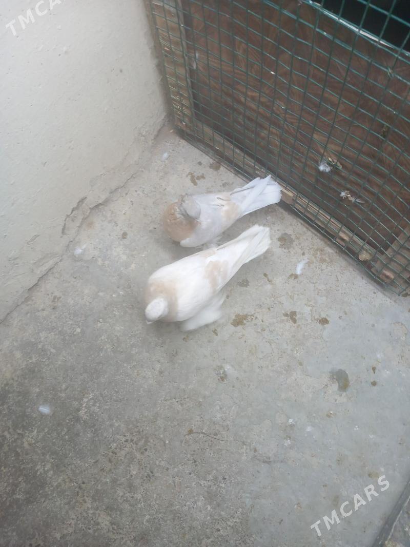 kepderi - Ашхабад - img 4