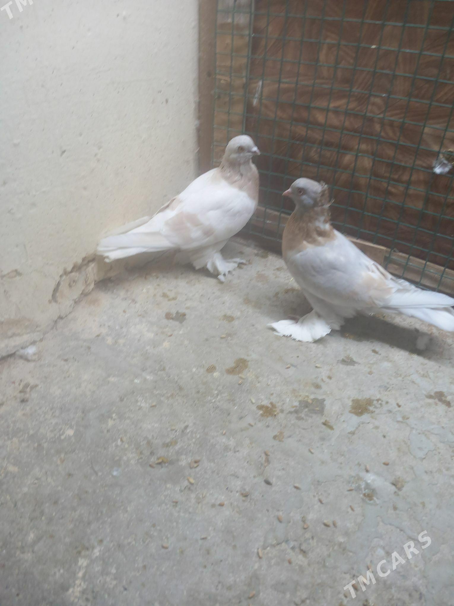 kepderi - Ашхабад - img 3