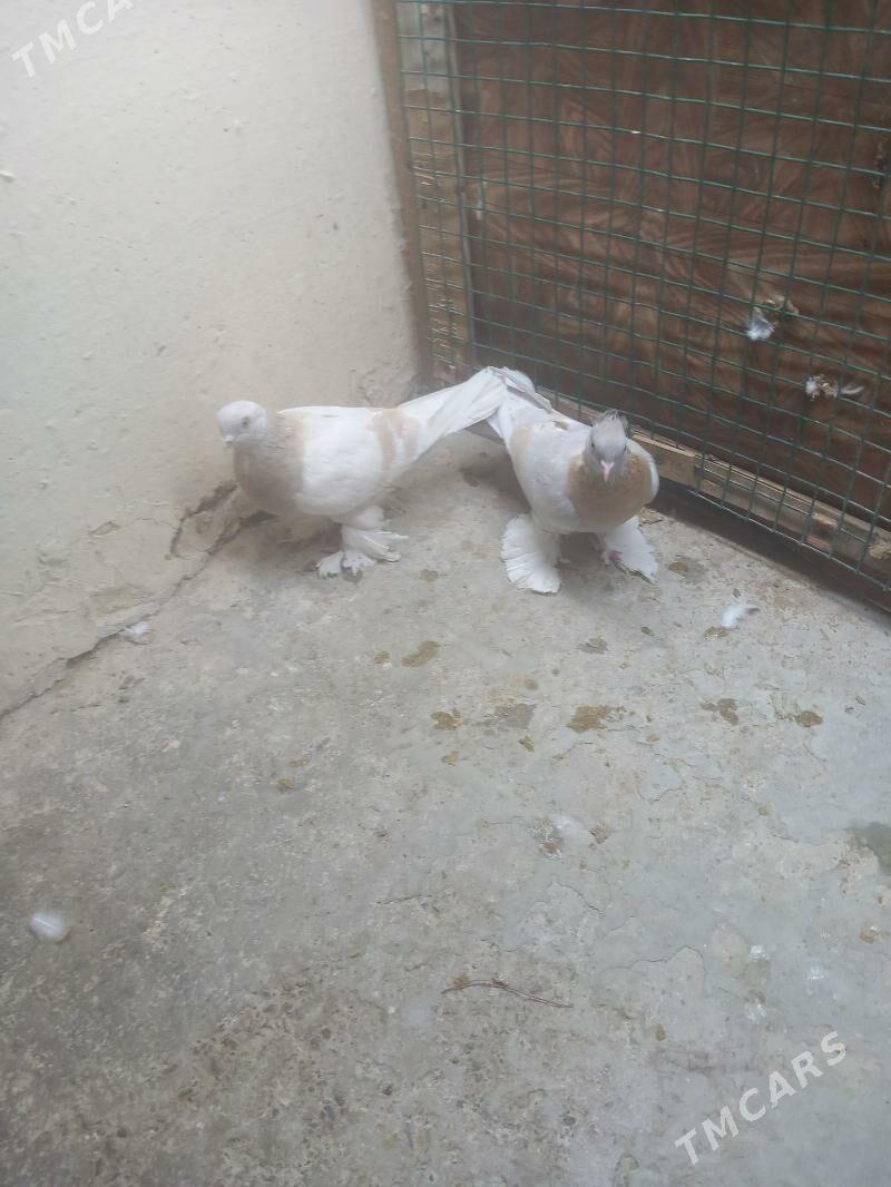 kepderi - Ашхабад - img 2