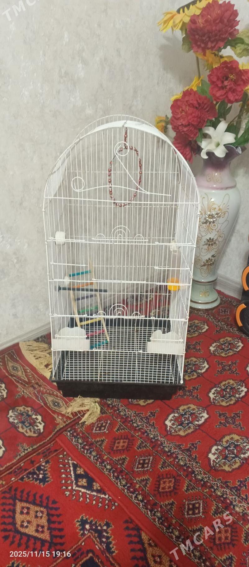 uly guş kletka - Ашхабад - img 3