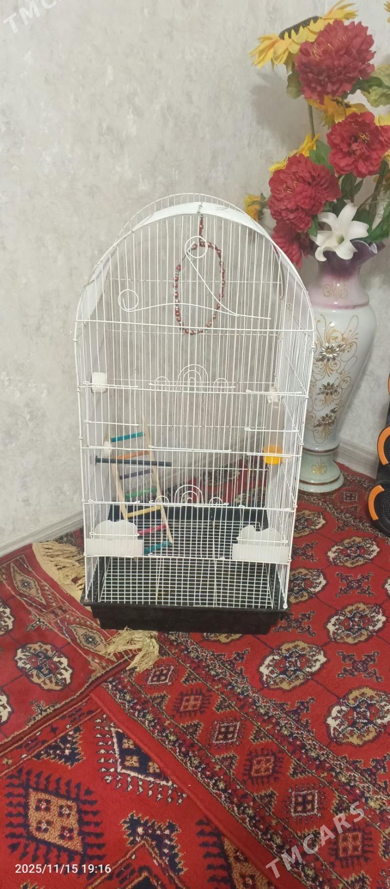 uly guş kletka - Ашхабад - img 2