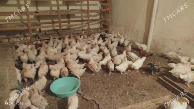 turk towuk - Чоганлы - img 4