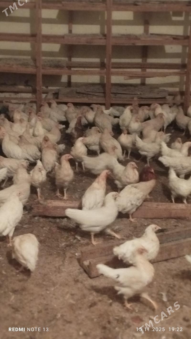 turk towuk - Чоганлы - img 1