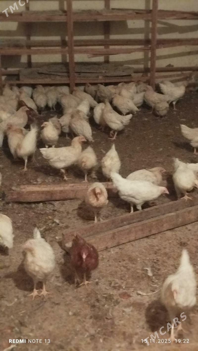 turk towuk - Чоганлы - img 2