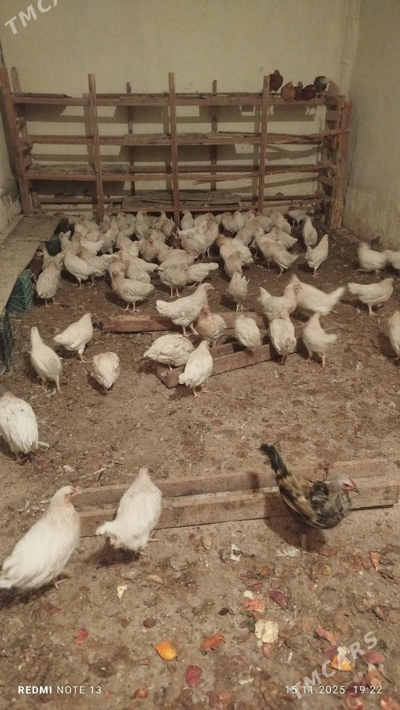 turk towuk - Чоганлы - img 3