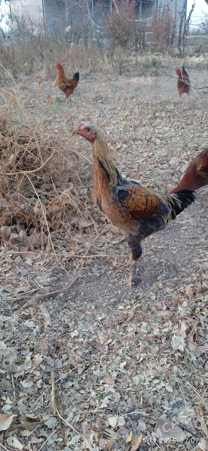 horaz - Görogly (Tagta) - img 1