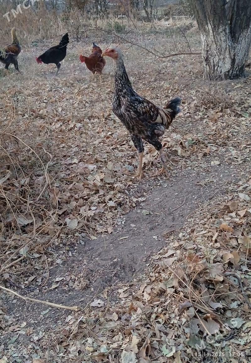 horaz - Görogly (Tagta) - img 3