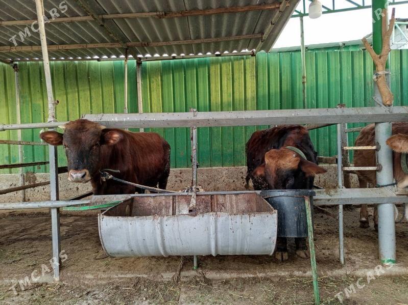 okuzler - Täze zaman - img 3