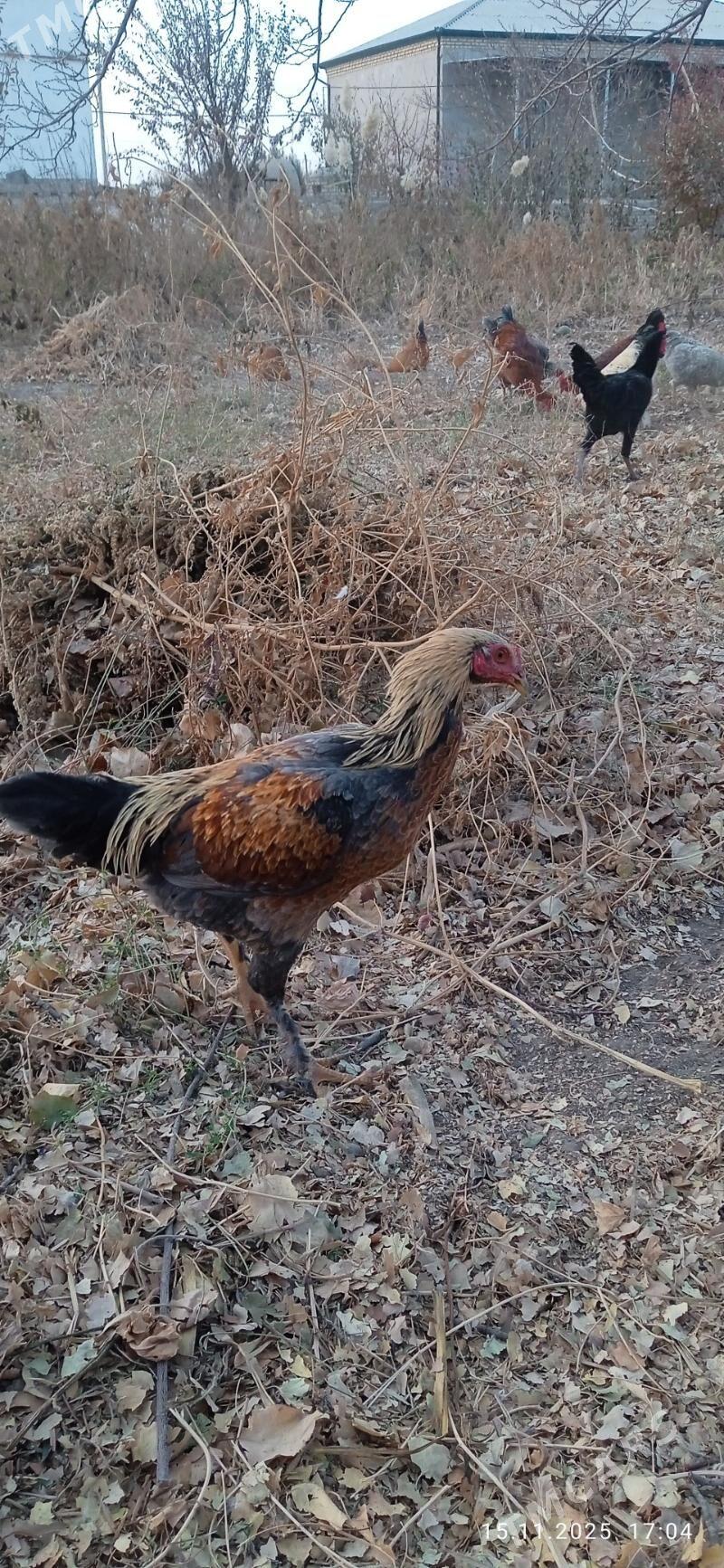 horaz - Görogly (Tagta) - img 2