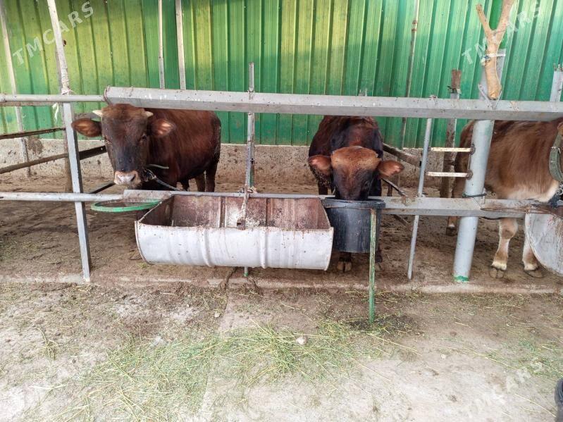 okuzler - Täze zaman - img 1