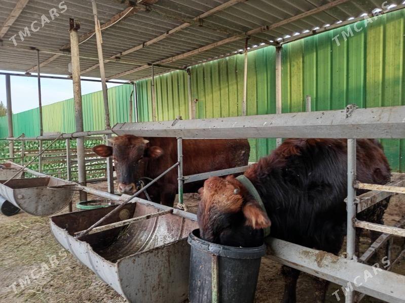 okuzler - Täze zaman - img 2