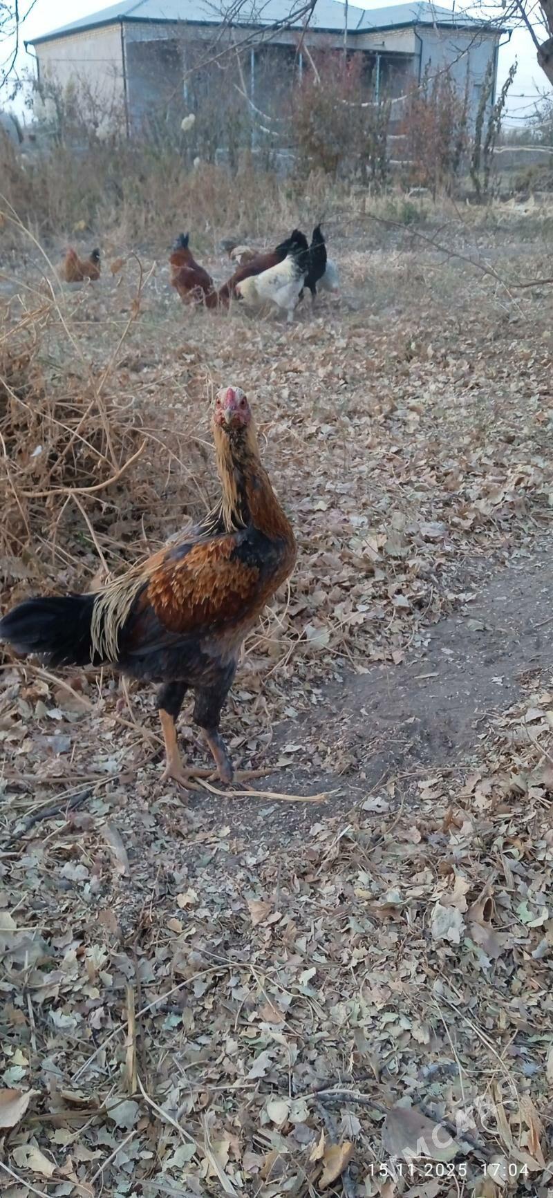 horaz - Görogly (Tagta) - img 4