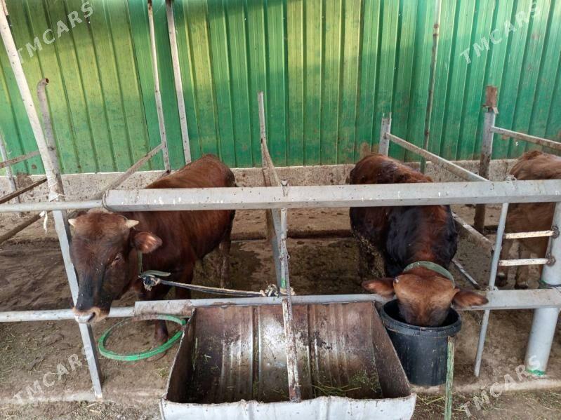 okuzler - Täze zaman - img 4