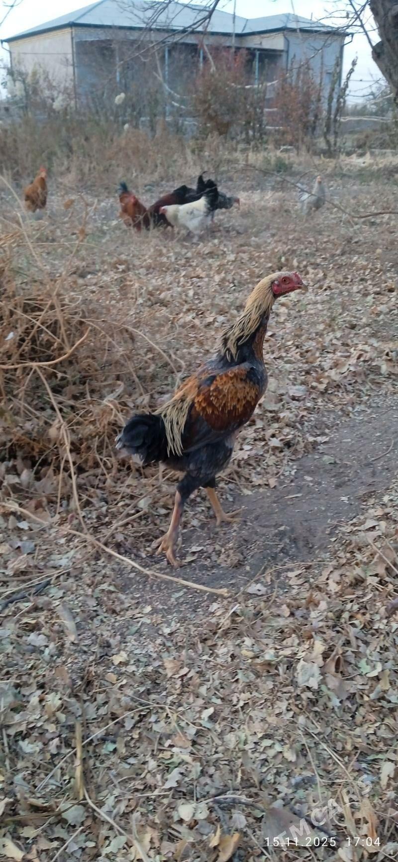 horaz - Görogly (Tagta) - img 5