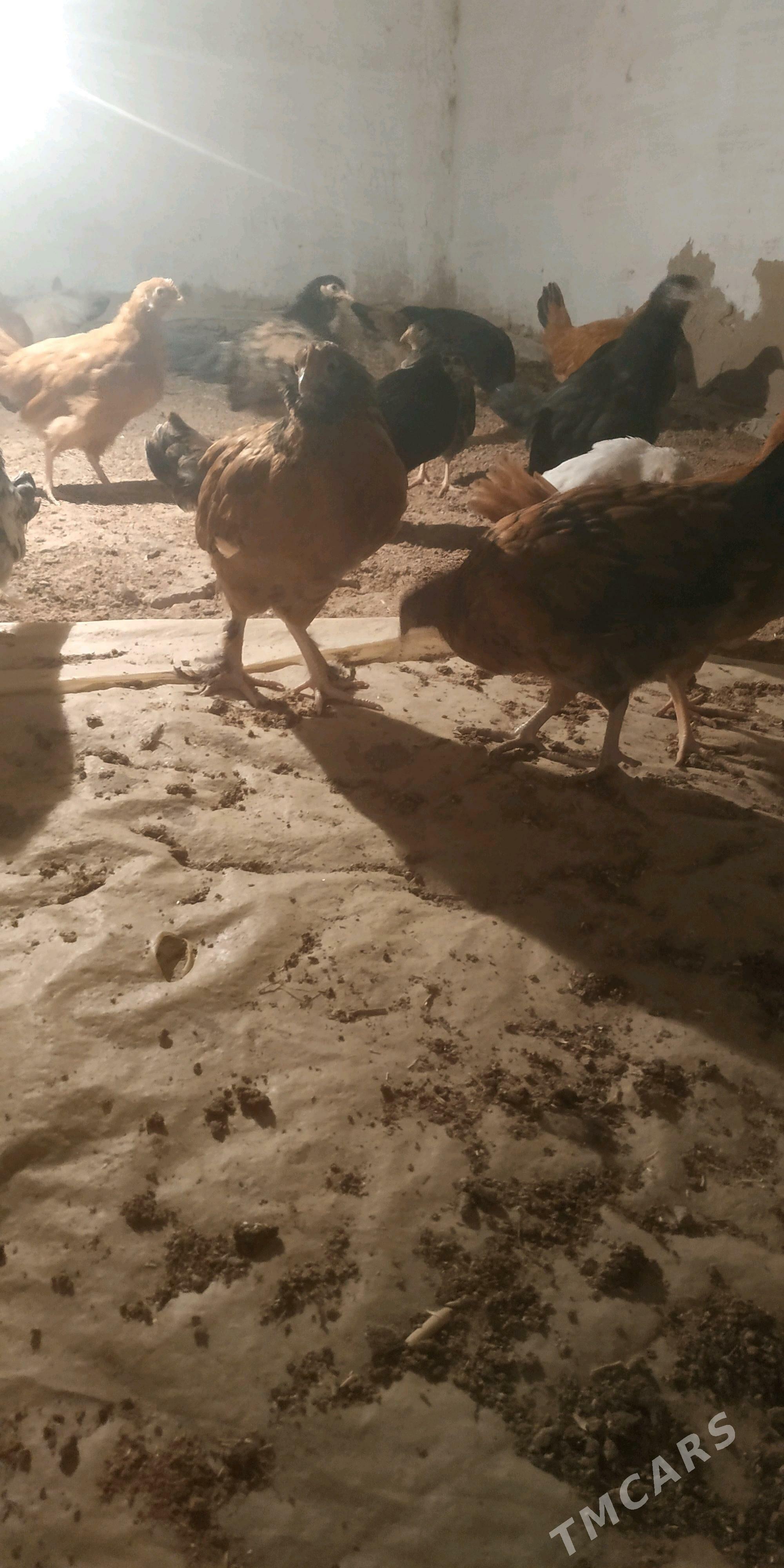 towuk juje - Туркменгала - img 4