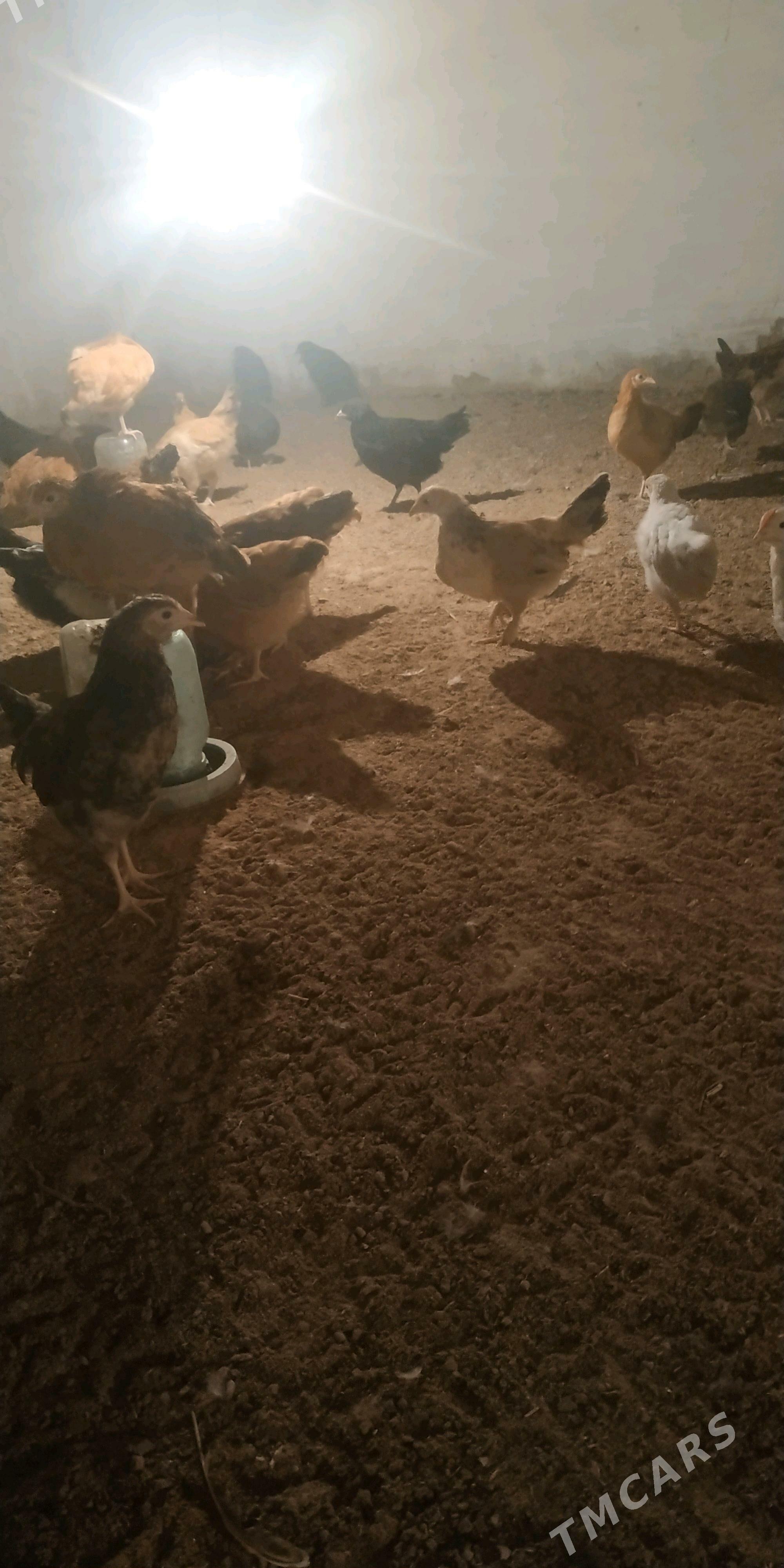 towuk juje - Туркменгала - img 3