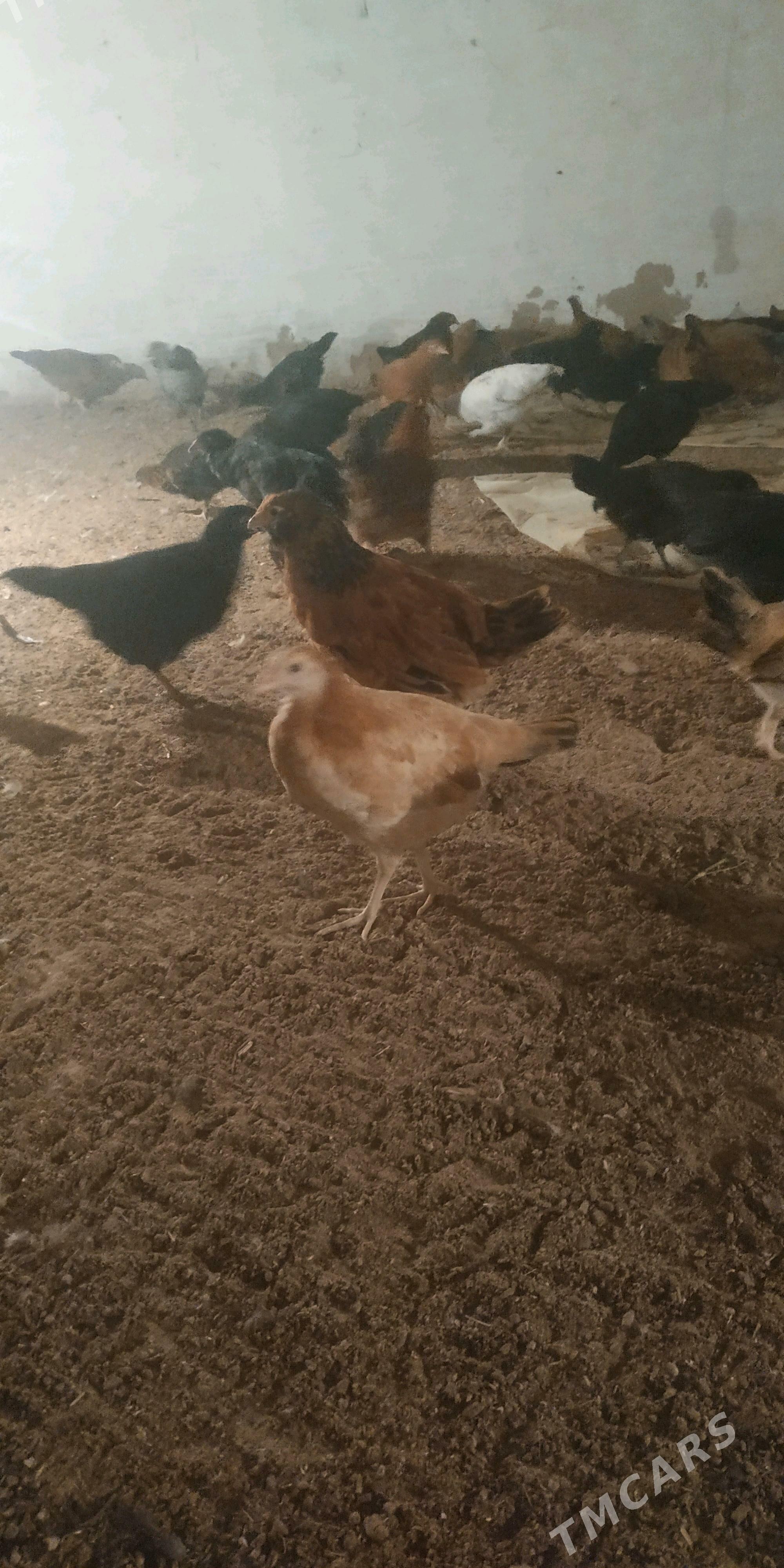 towuk juje - Туркменгала - img 2