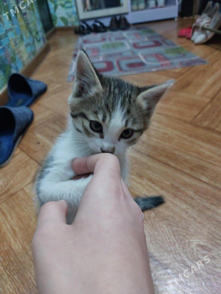 котик - Türkmenabat - img 2