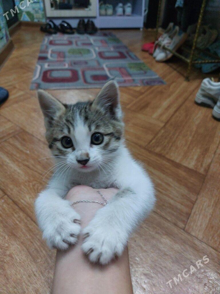 котик - Türkmenabat - img 1