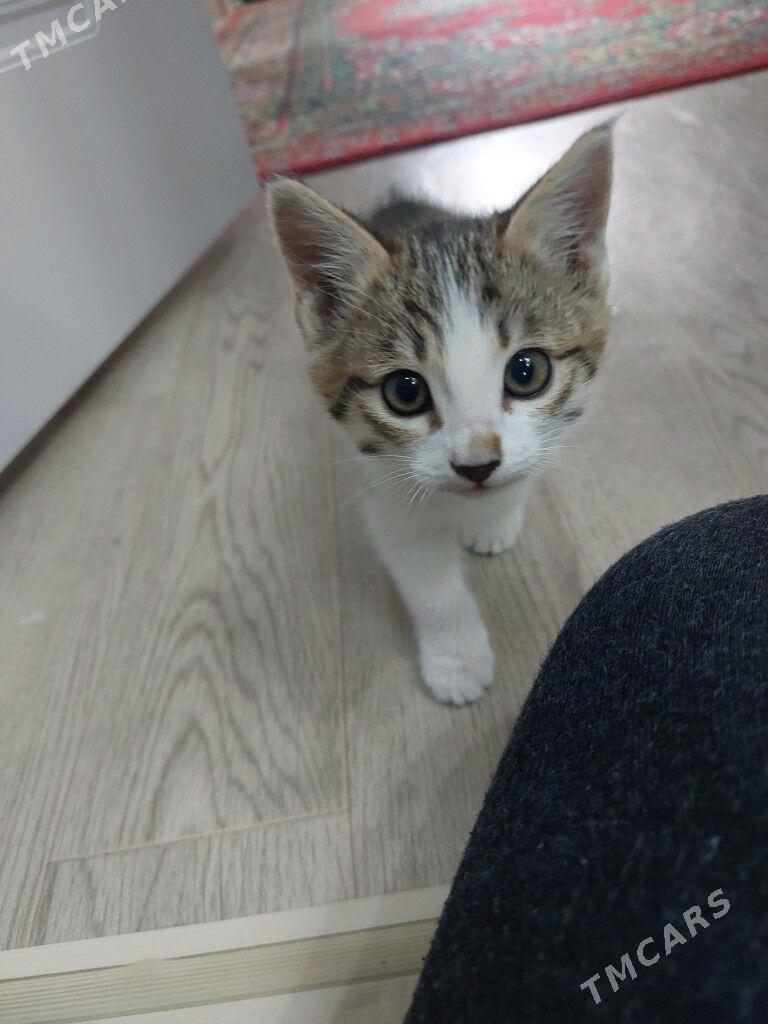 котик - Türkmenabat - img 3