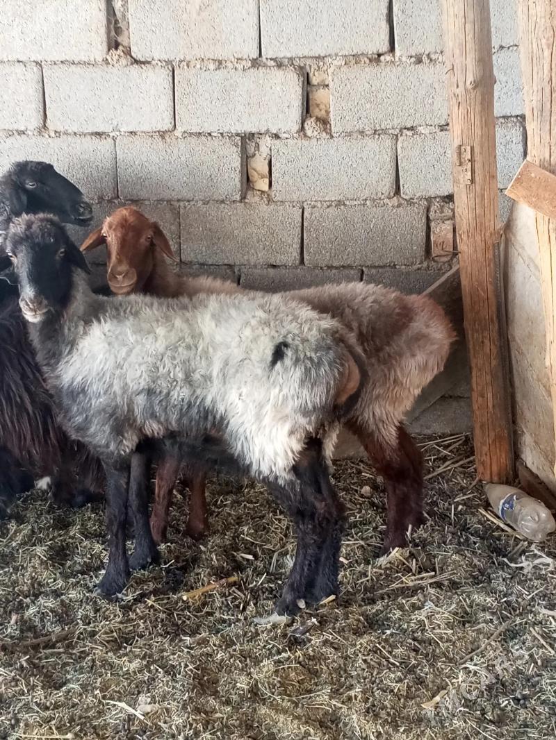 goyun - Хитровка - img 2