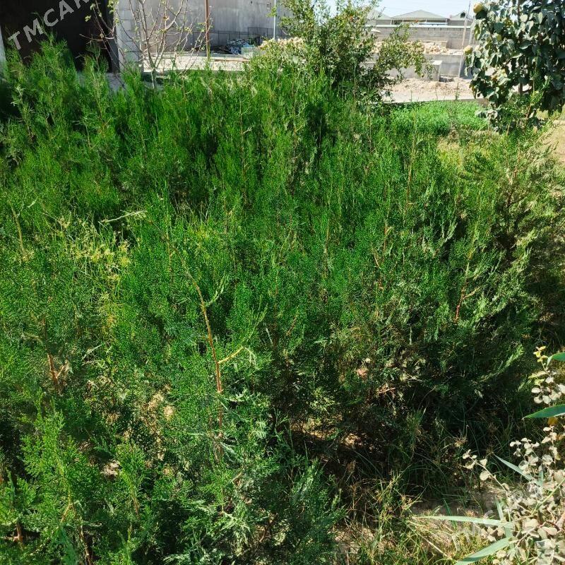 yolka. - Gökdepe - img 2