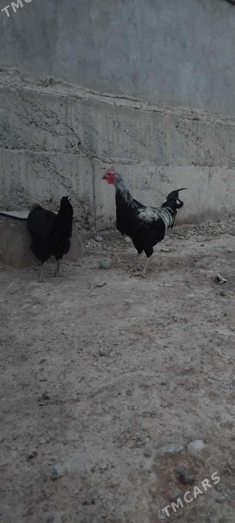 Gigant Horaz - Анев - img 2