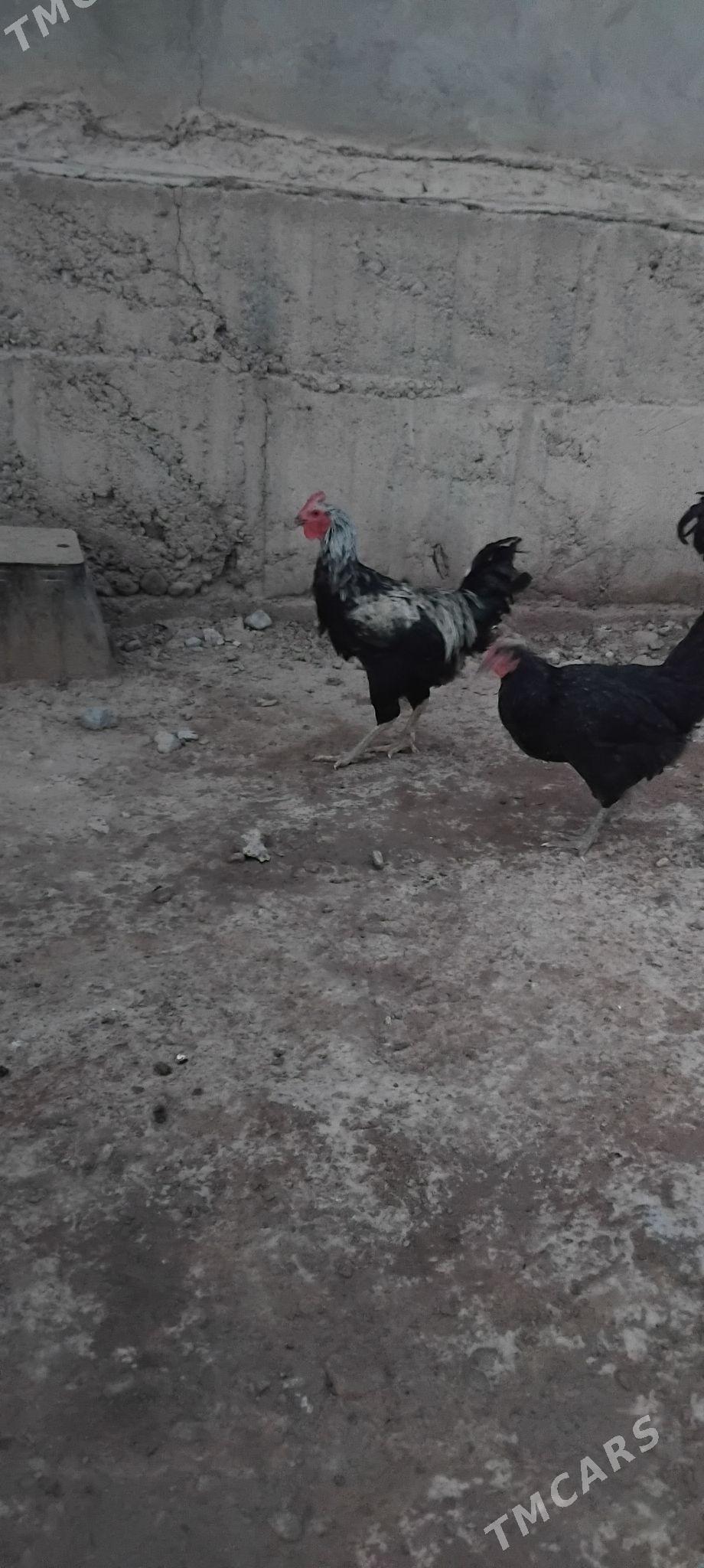 Gigant Horaz - Анев - img 4