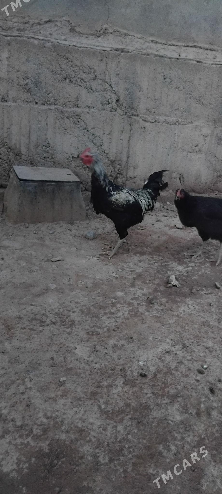 Gigant Horaz - Анев - img 3