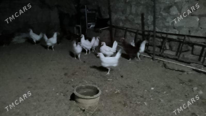 Towuk - Балканабат - img 3